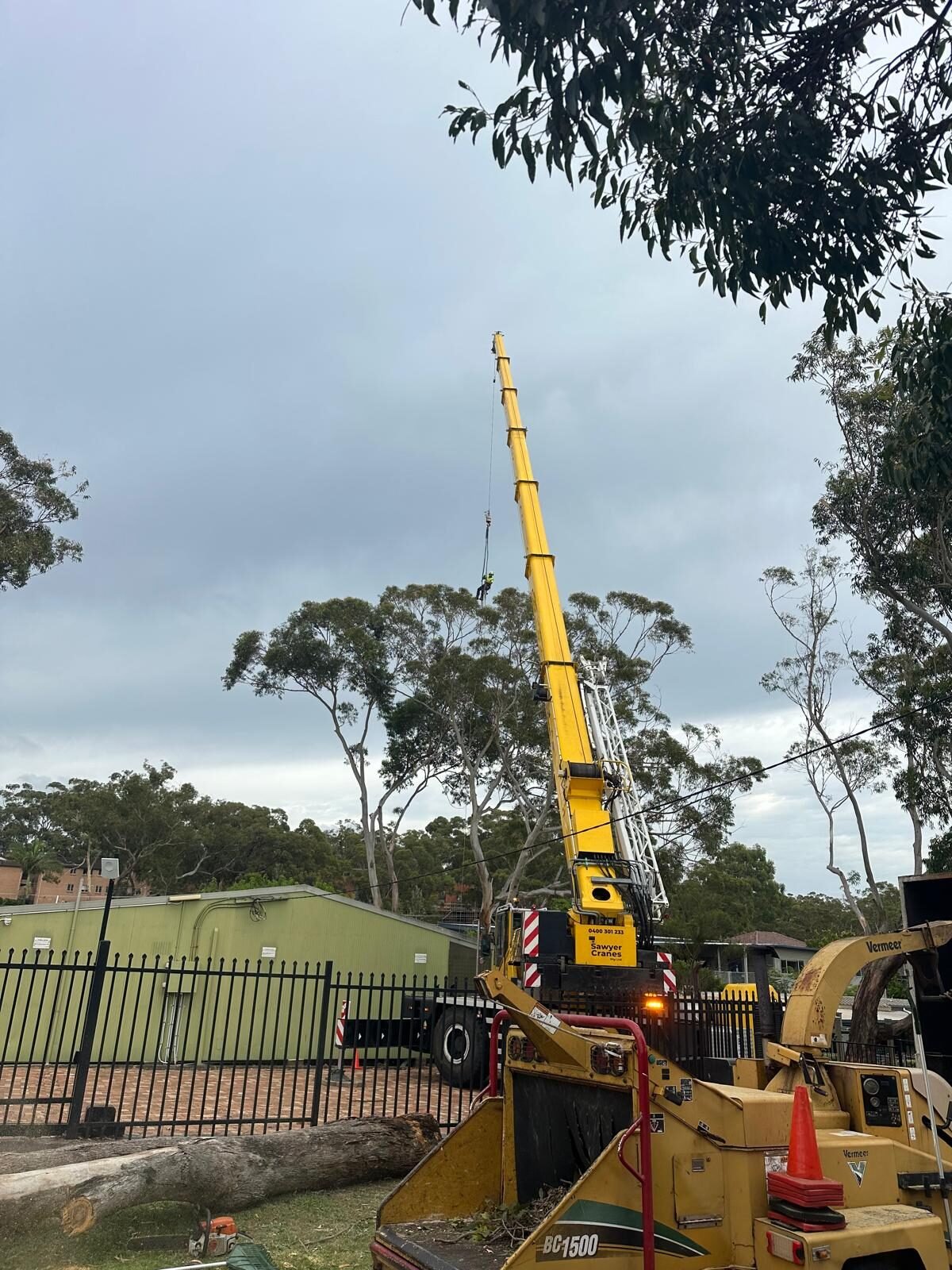 Tree & Stump Removal work by AA Tree Services, NSW
