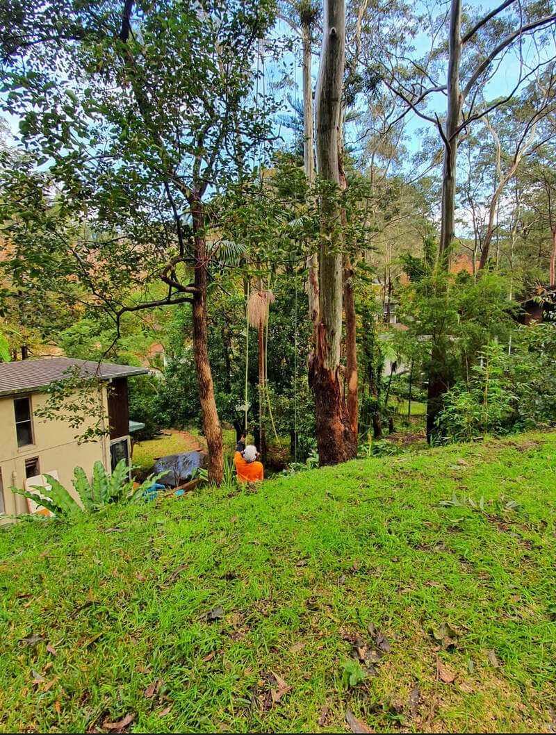 Tree & Stump Removal work by AA Tree Services, NSW (photo 2 of 3)