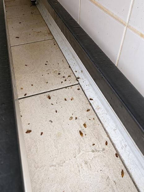 Pest Control work by Elite Pest and Termite Solutions, NSW (photo 2 of 2)