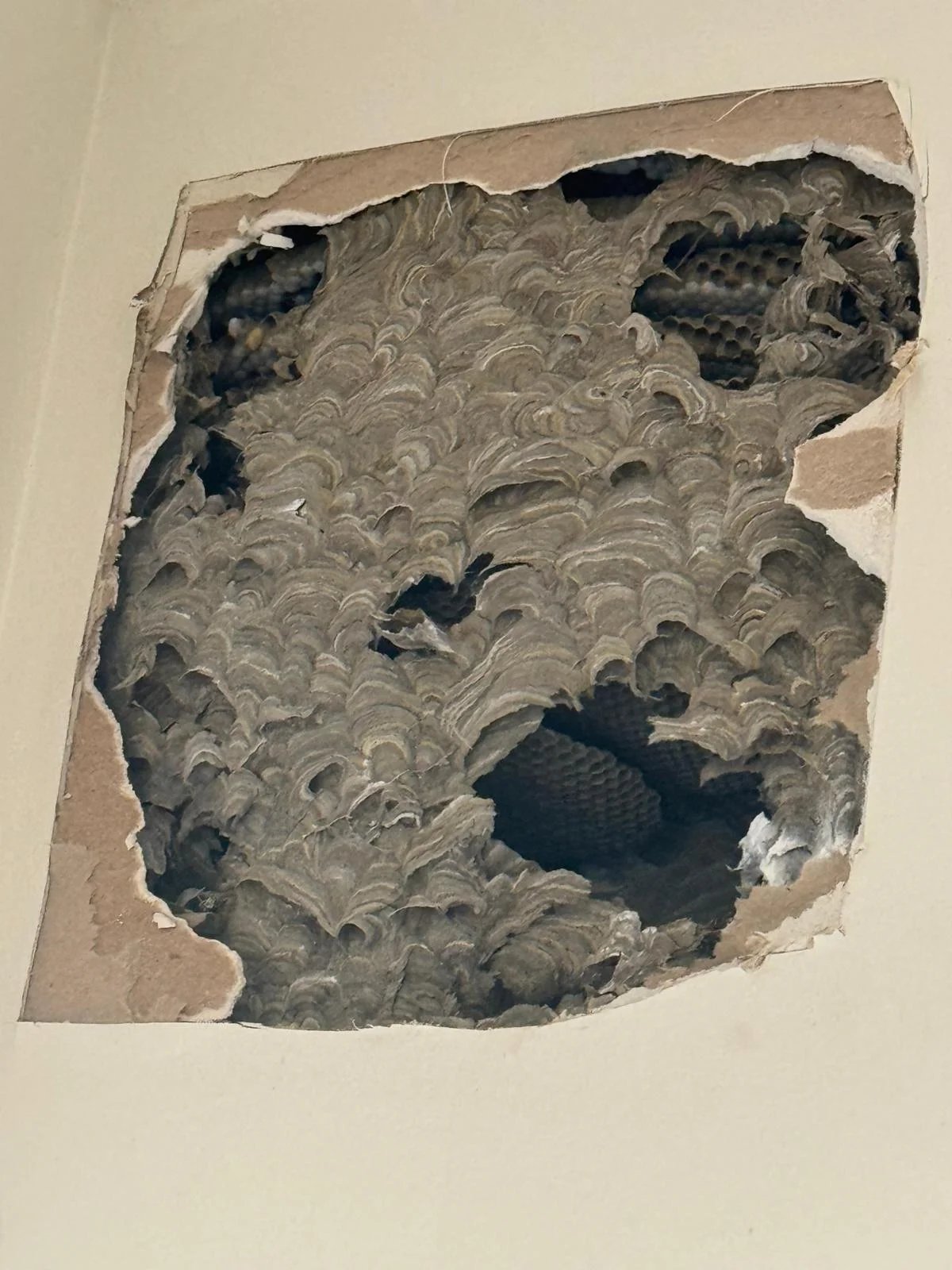 Pest Control work by Pest Hunter, Bulleen VIC (photo 2 of 3)