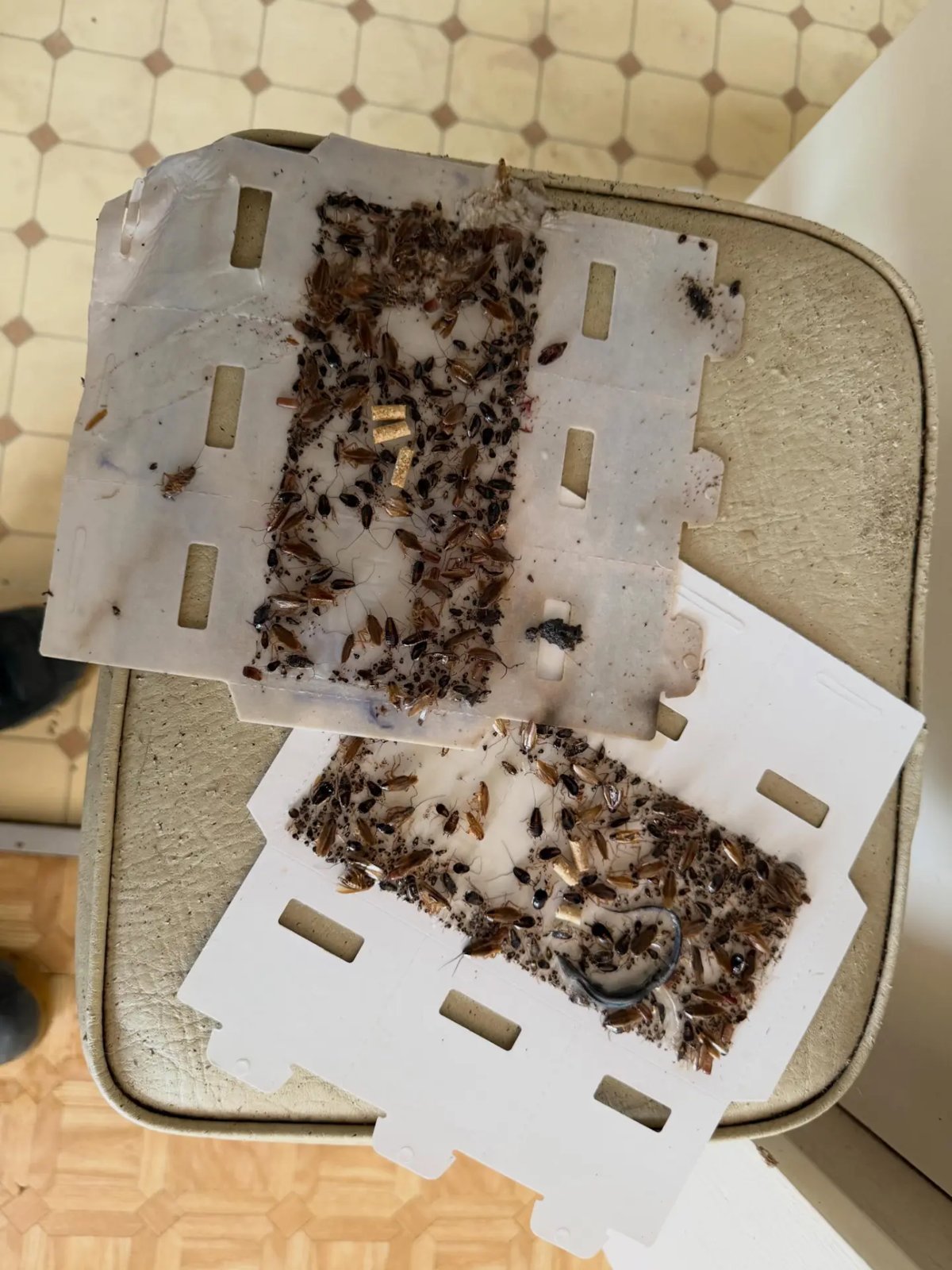 Pest Control work by PestGuard Sydney, NSW (photo 2 of 2)
