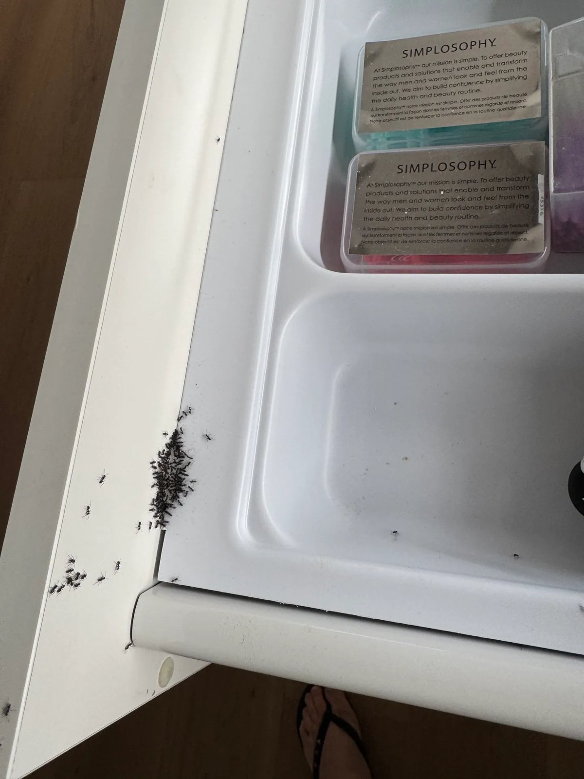 Pest Control work by Max Force Pest Control, VIC (photo 1 of 3)