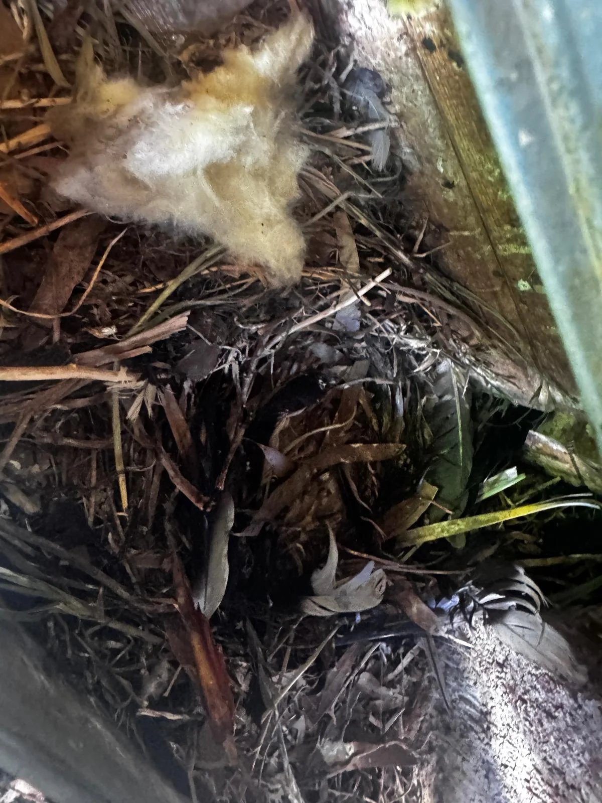 Pest Control work by Pest Hunter, Bulleen VIC