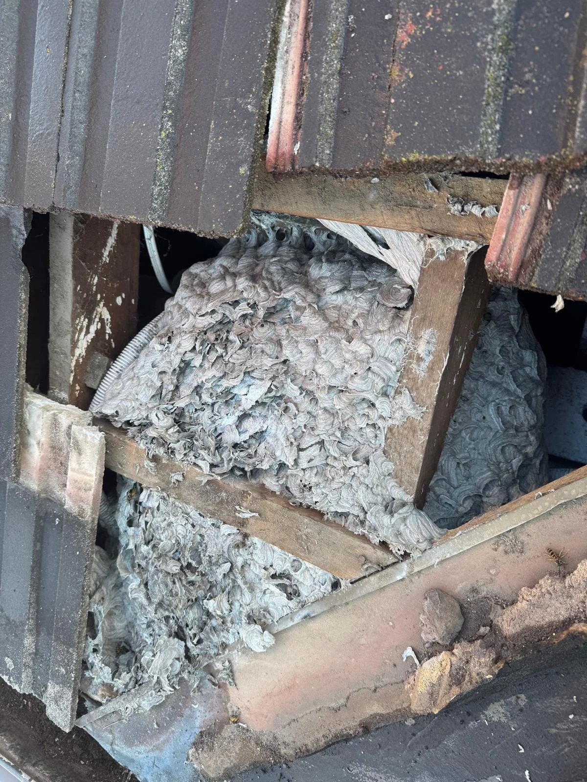 Pest Control work by Pest Hunter, Bulleen VIC (photo 1 of 3)