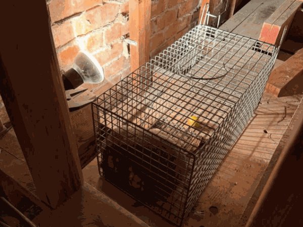 Pest Control work by PestGuard Sydney, NSW (photo 2 of 2)