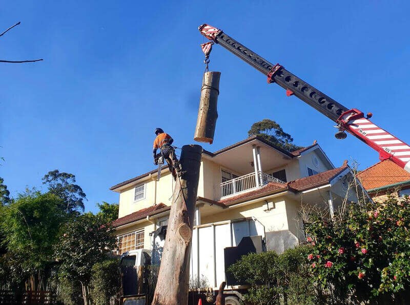 Tree & Stump Removal work by AA Tree Services, NSW (photo 2 of 2)