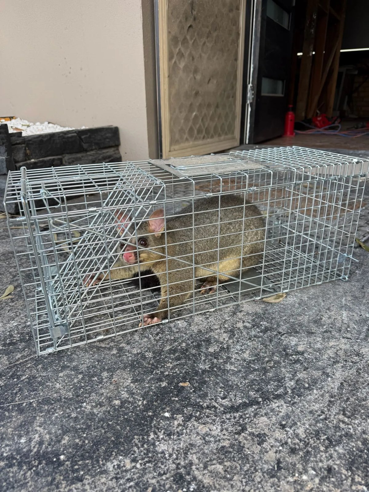 Pest Control work by Max Force Pest Control, VIC (photo 2 of 3)