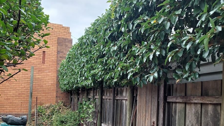 Landscaping work by Weeds n' Wonders, Eaglemont VIC (photo 2 of 4)