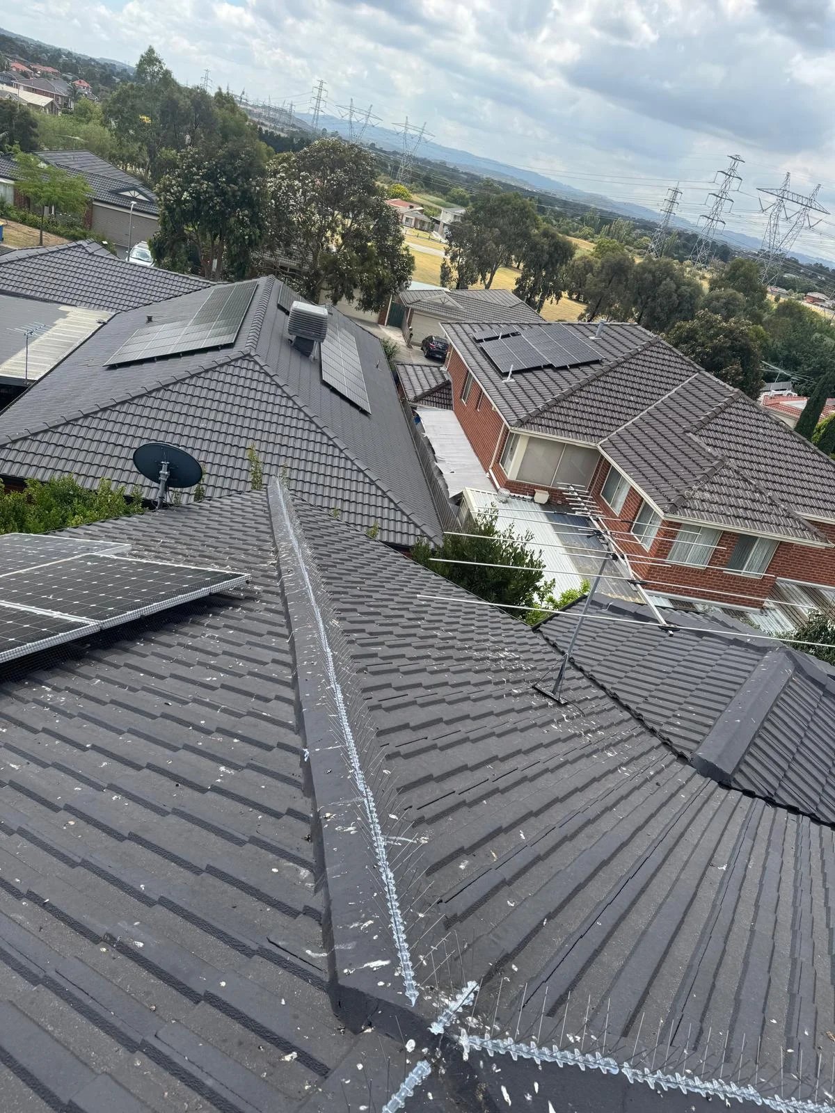 Pest Control work by Pest Hunter, Bulleen VIC (photo 1 of 2)