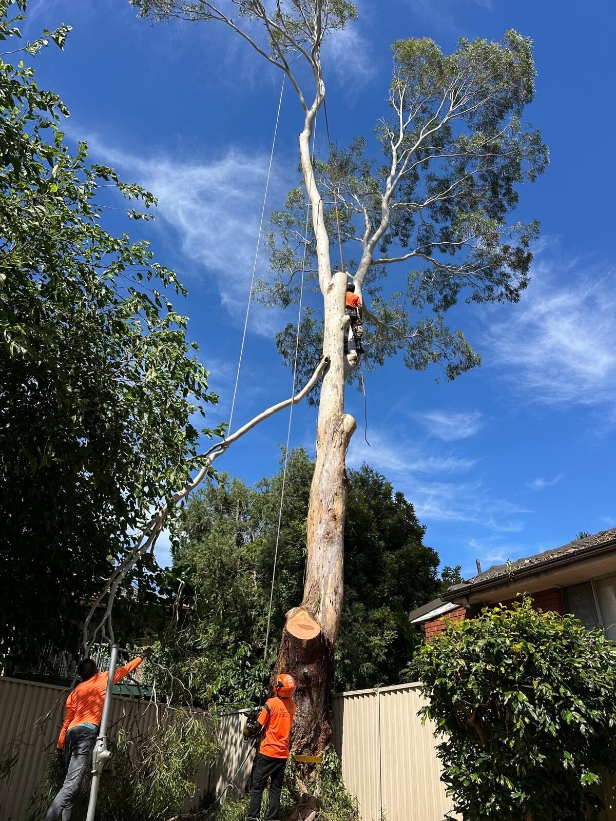 Tree & Stump Removal work by AA Tree Services, NSW (photo 3 of 3)