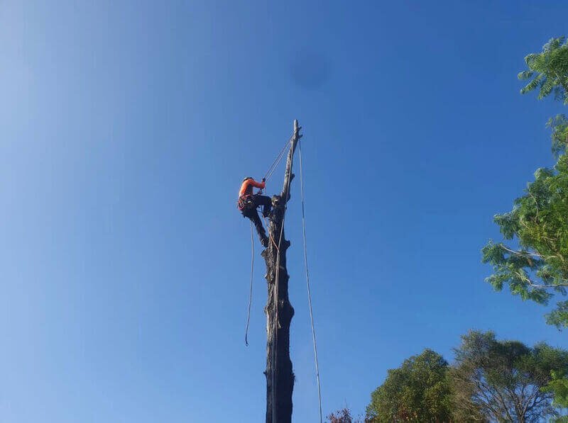 Tree & Stump Removal work by AA Tree Services, NSW (photo 1 of 3)