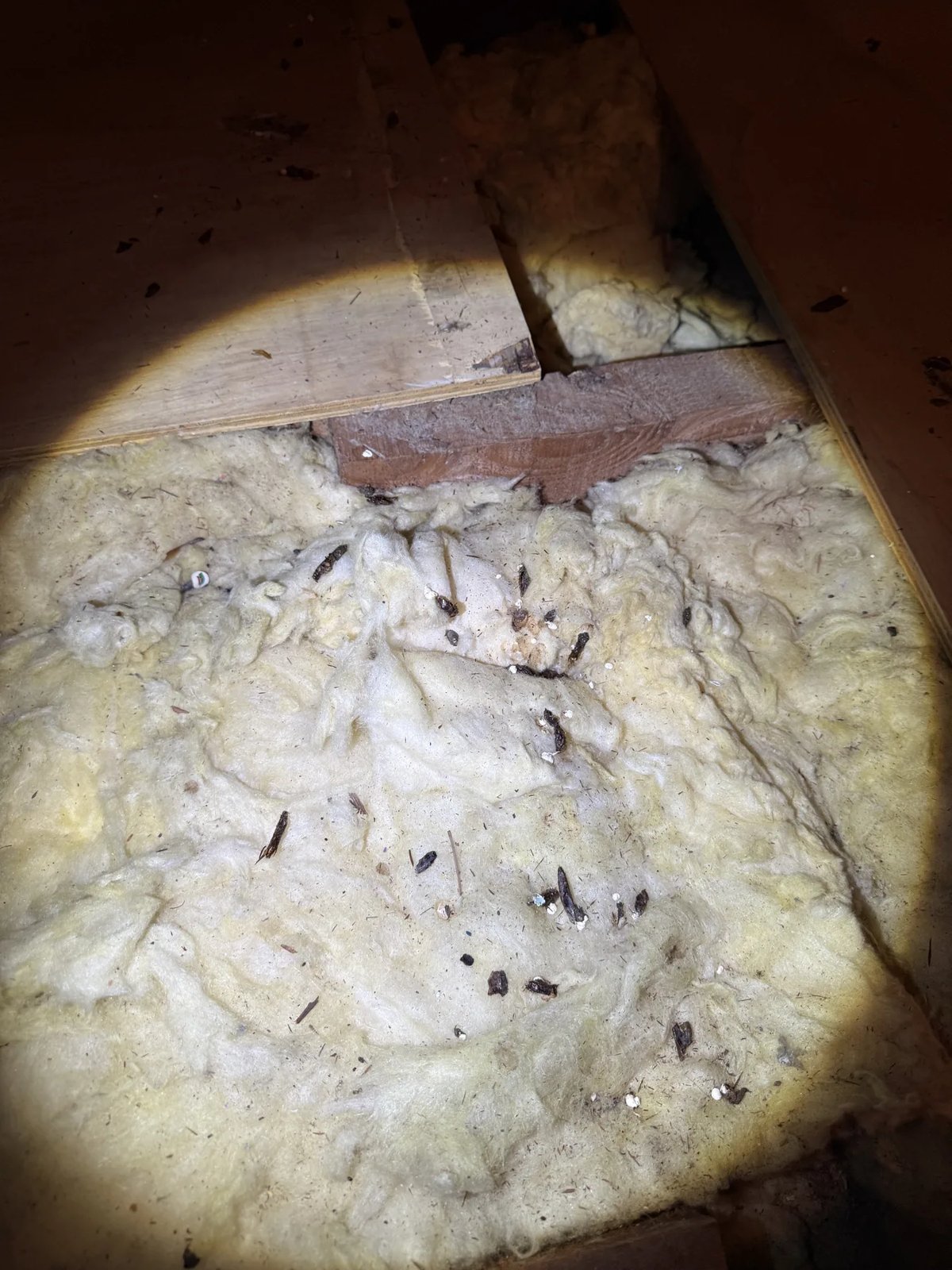 Pest Control work by Goliath Pest Solutions, NSW