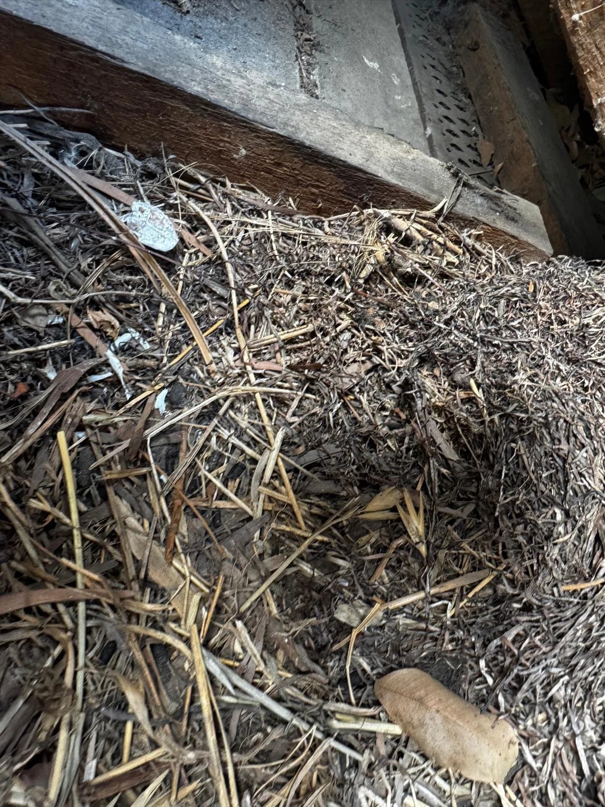 Pest Control work by Pest Hunter, Bulleen VIC (photo 2 of 2)