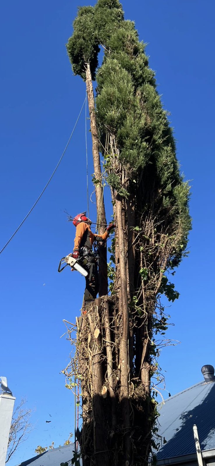 Tree & Stump Removal work by Yaoyang Australia Tree Services, Glen Waverley VIC (photo 2 of 3)