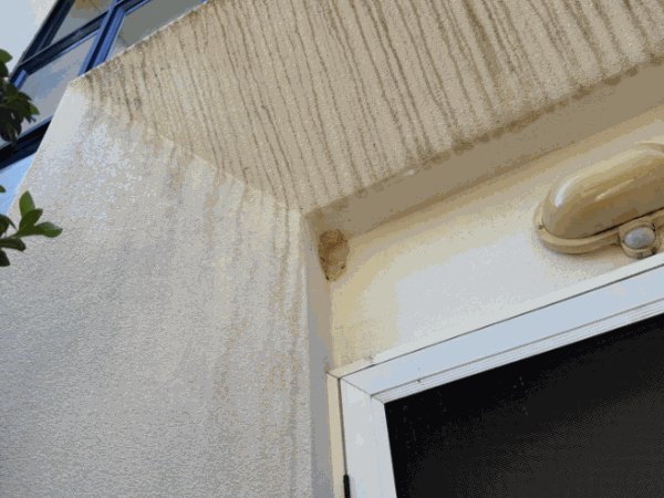 Pest Control work by PestGuard Sydney, NSW (photo 2 of 2)