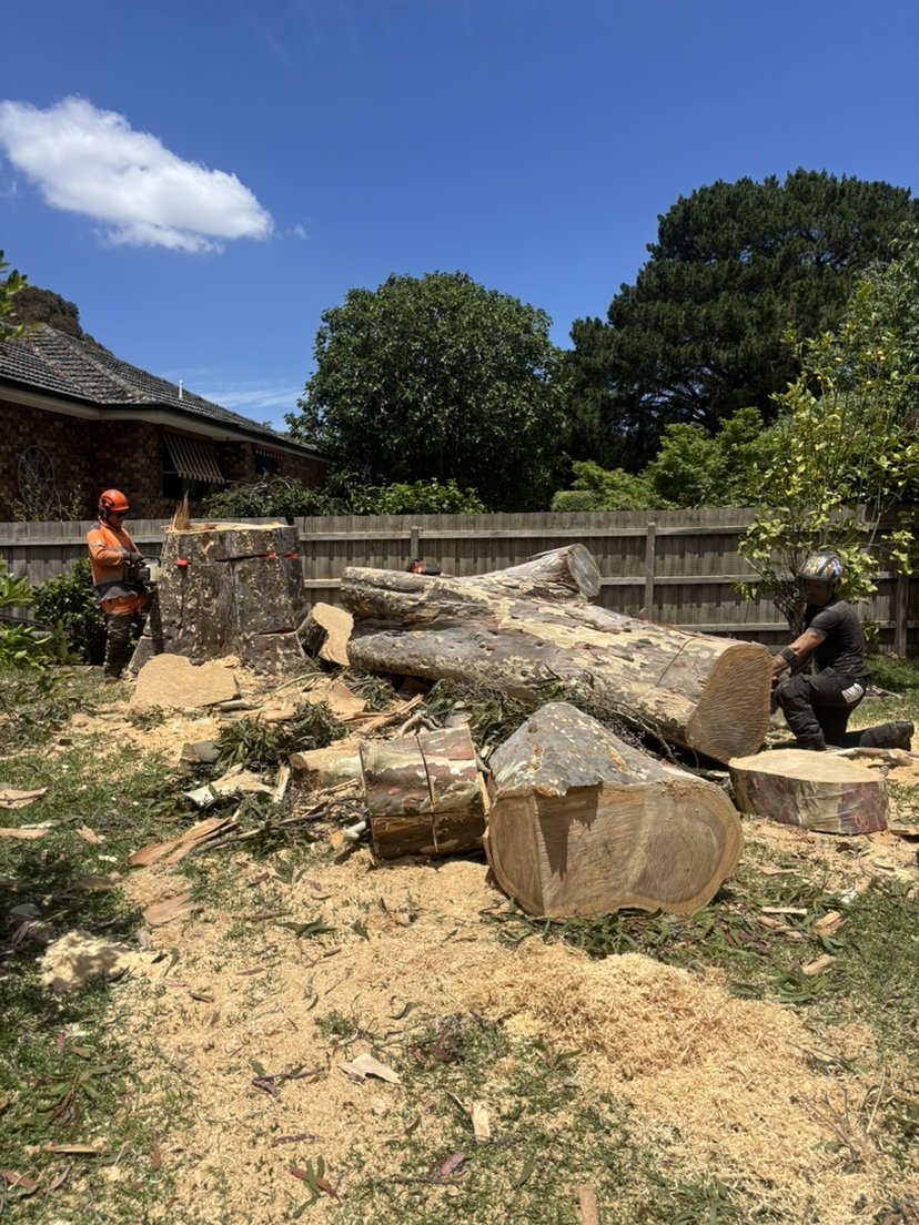 Tree & Stump Removal work by Yaoyang Australia Tree Services, Glen Waverley VIC