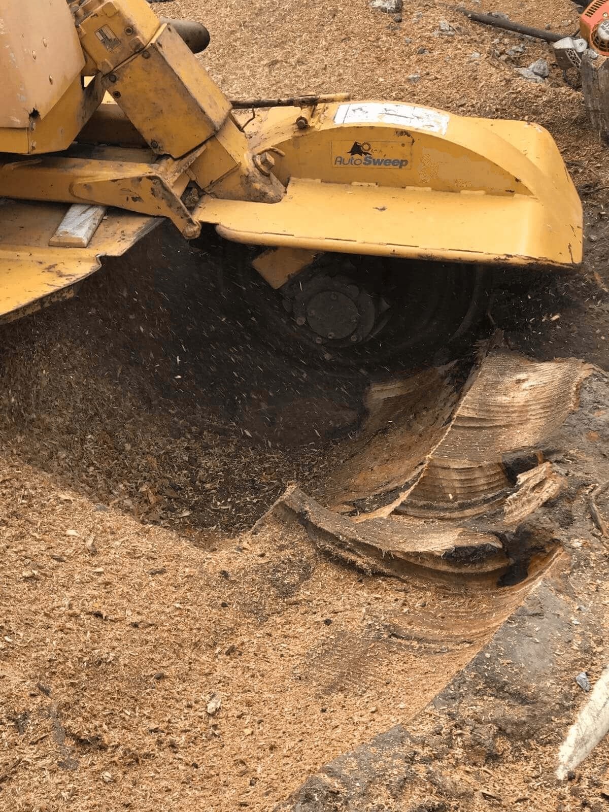 Tree & Stump Removal work by Dan's Tree Services, NSW (photo 2 of 4)