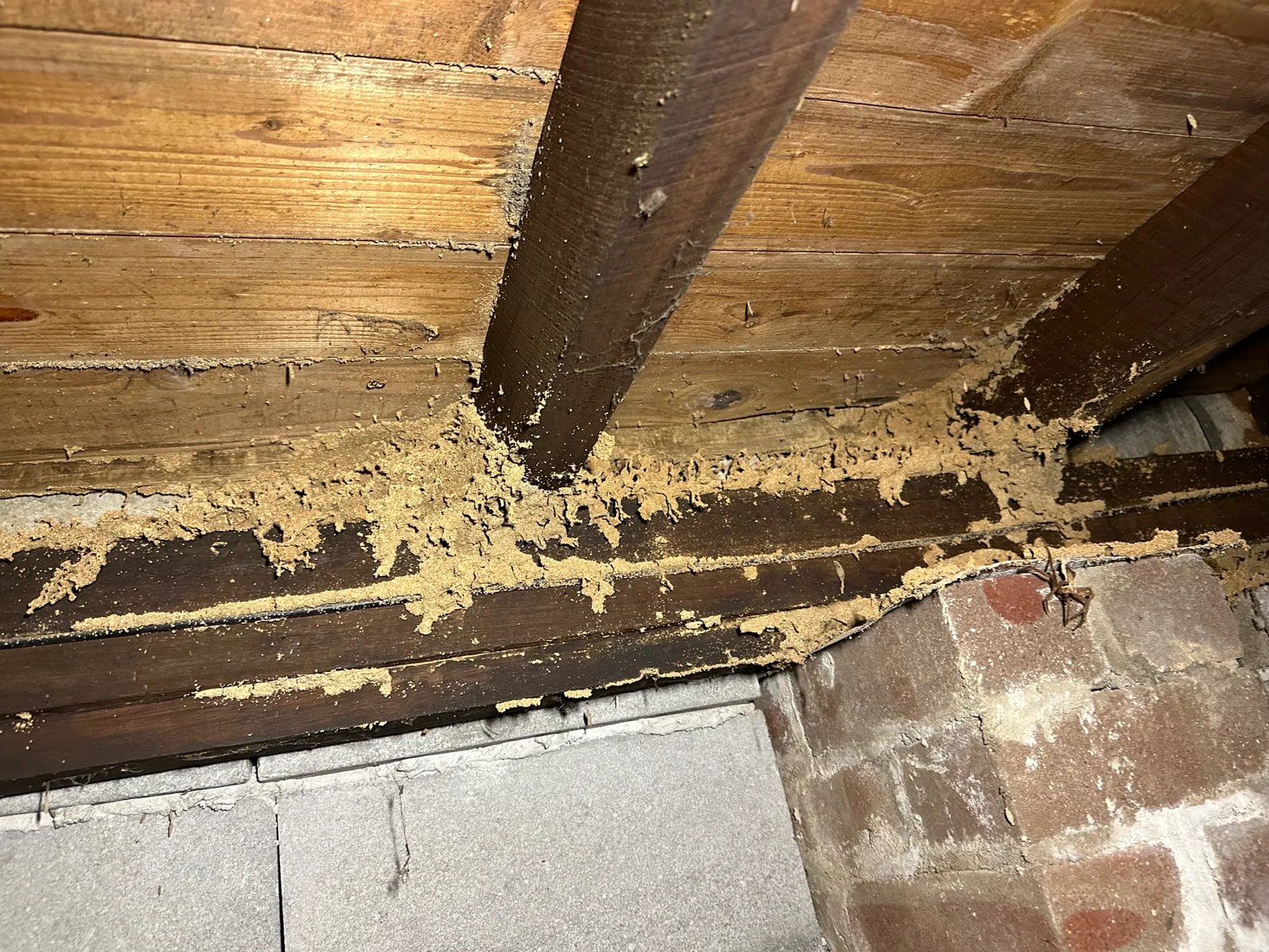 Pest Control work by Kassem Pest Control, NSW (photo 6 of 6)