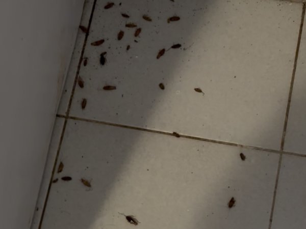 Pest Control work by PestGuard Sydney, NSW