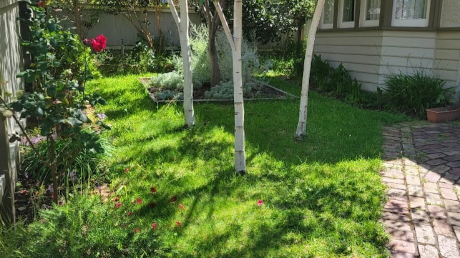Lawn & Mowing work by Weeds n' Wonders, Eaglemont VIC (photo 2 of 6)